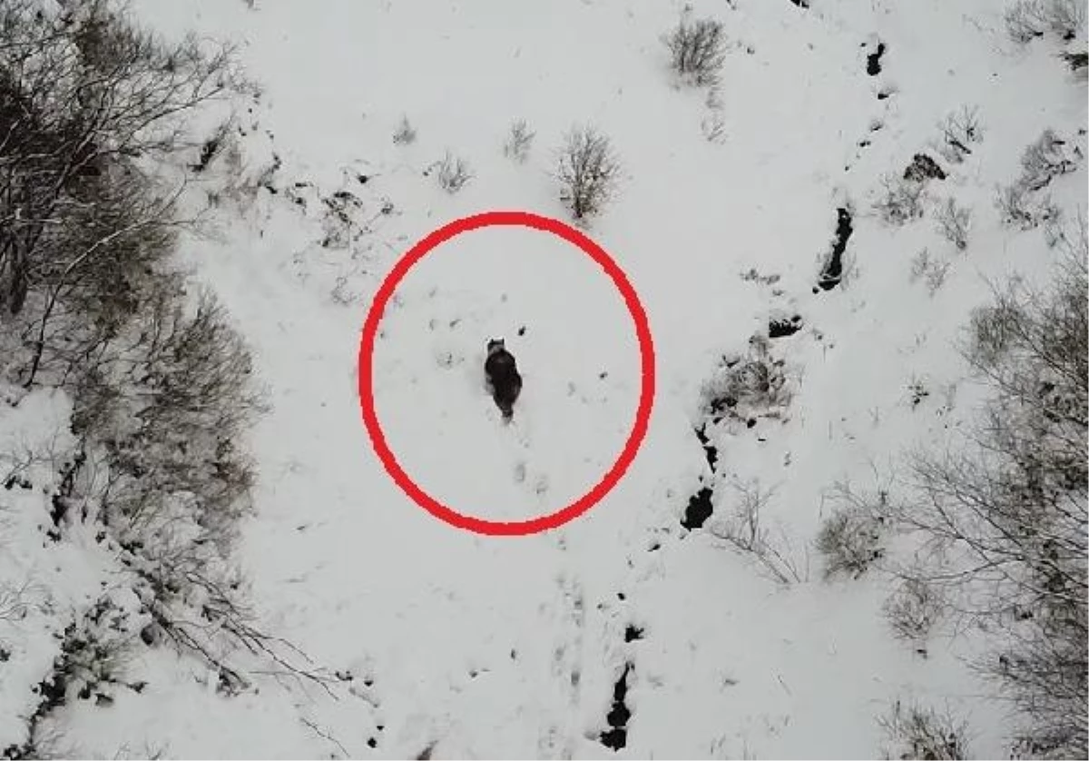 Ordu\'da kış uykusuna yatamayan ayı dronla görüntülendi