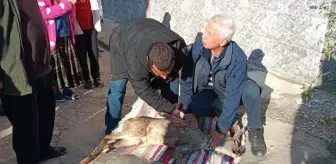 Köpeklerin saldırısına uğrayan karaca köylüler tarafından kurtarıldı