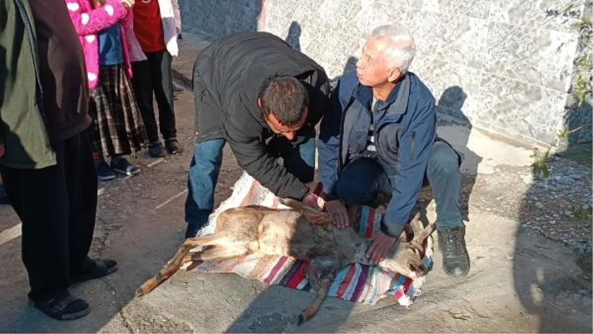 Köpeklerin saldırısına uğrayan karaca köylüler tarafından kurtarıldı