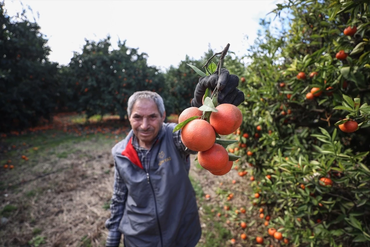 TÜMYAD, hasat edilemeyen turunçgil bahçelerindeki mahsulü depremzedelere ücretsiz ulaştırıyor