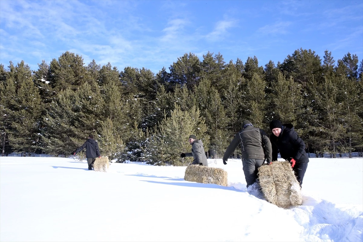 Ardahan ve Kars\'ta Dondurucu Soğuklar Nedeniyle Yaban Hayvanlarına Yem Bırakıldı