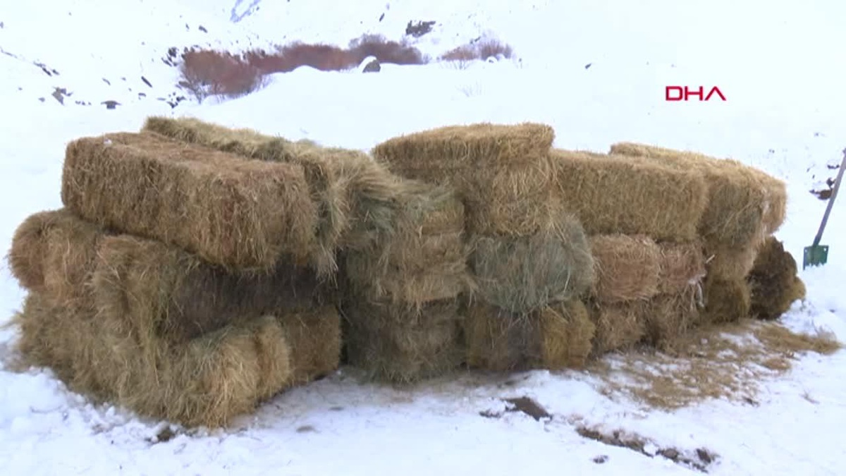Muş\'ta Kar Kalınlığı 1 Metreyi Geçti, Hayvanlar İçin Yem Bırakıldı