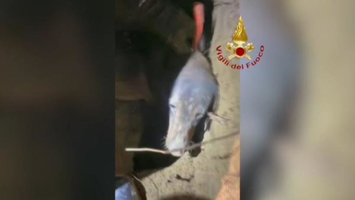 İtalya\'da Tilkiyi Kovalayan Köpek Çukura Sıkıştı, İtfaiye Kurtardı
