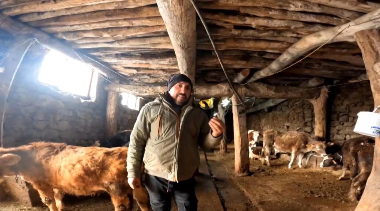 Erzincan\'da besici ineklerine müzik dinleterek süt verimini artırıyor