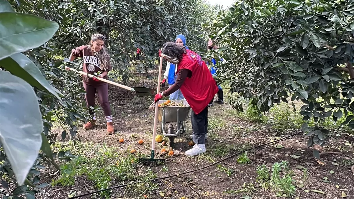 Gençlik ve Spor Bakanlığı öğrencileri Hatay\'da narenciye hasadı yaptı