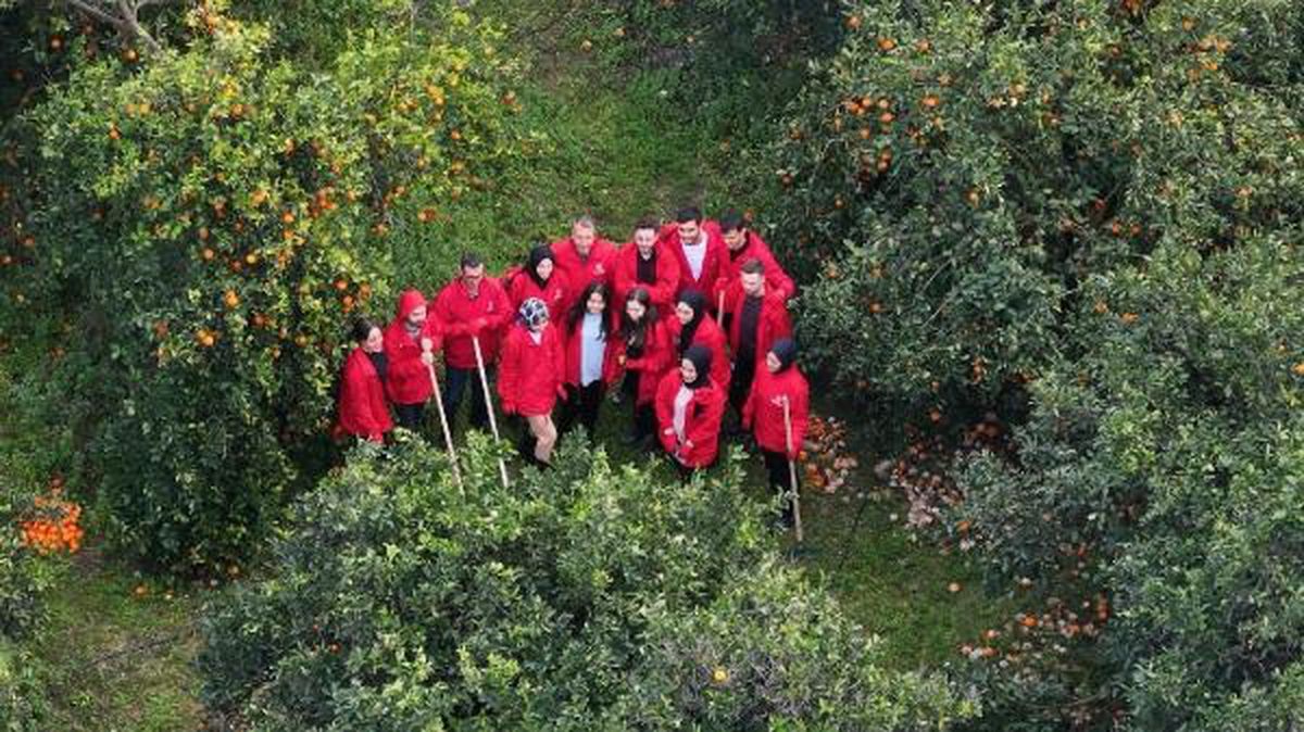 Hatay\'da narenciye bahçeleri gençler tarafından toplanıyor
