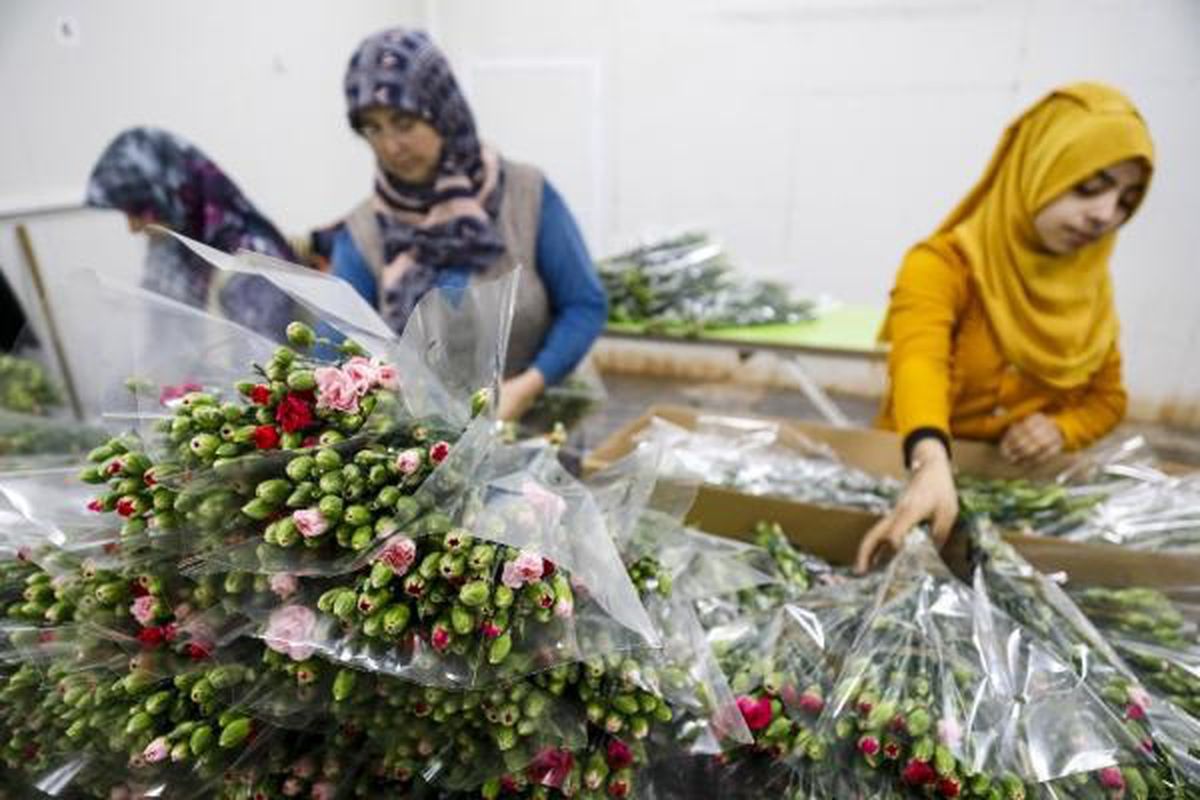 Kahramanmaraş depremi kurbanları için 100 bin kırmızı karanfil gönderildi