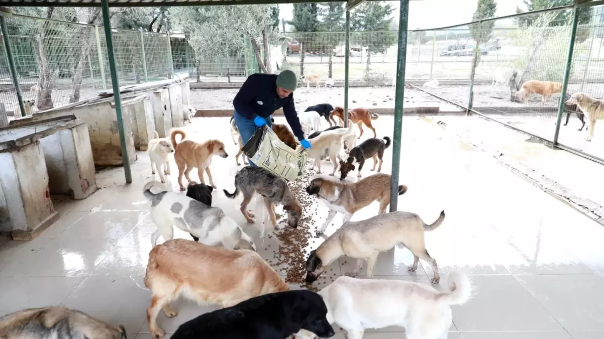 Burhaniye Belediyesi Can Dostlarına Sahip Çıkıyor