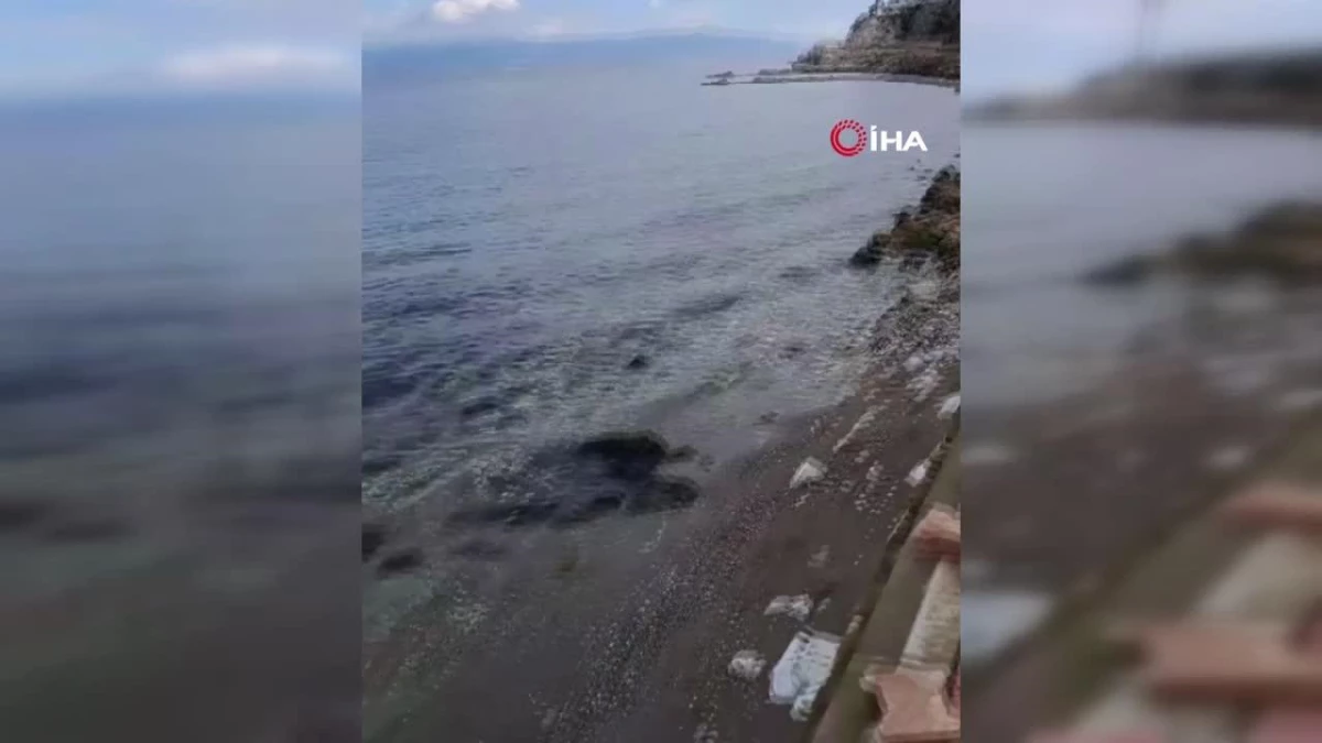 Bursa\'da ölü yavru yunus balığı karaya vurdu