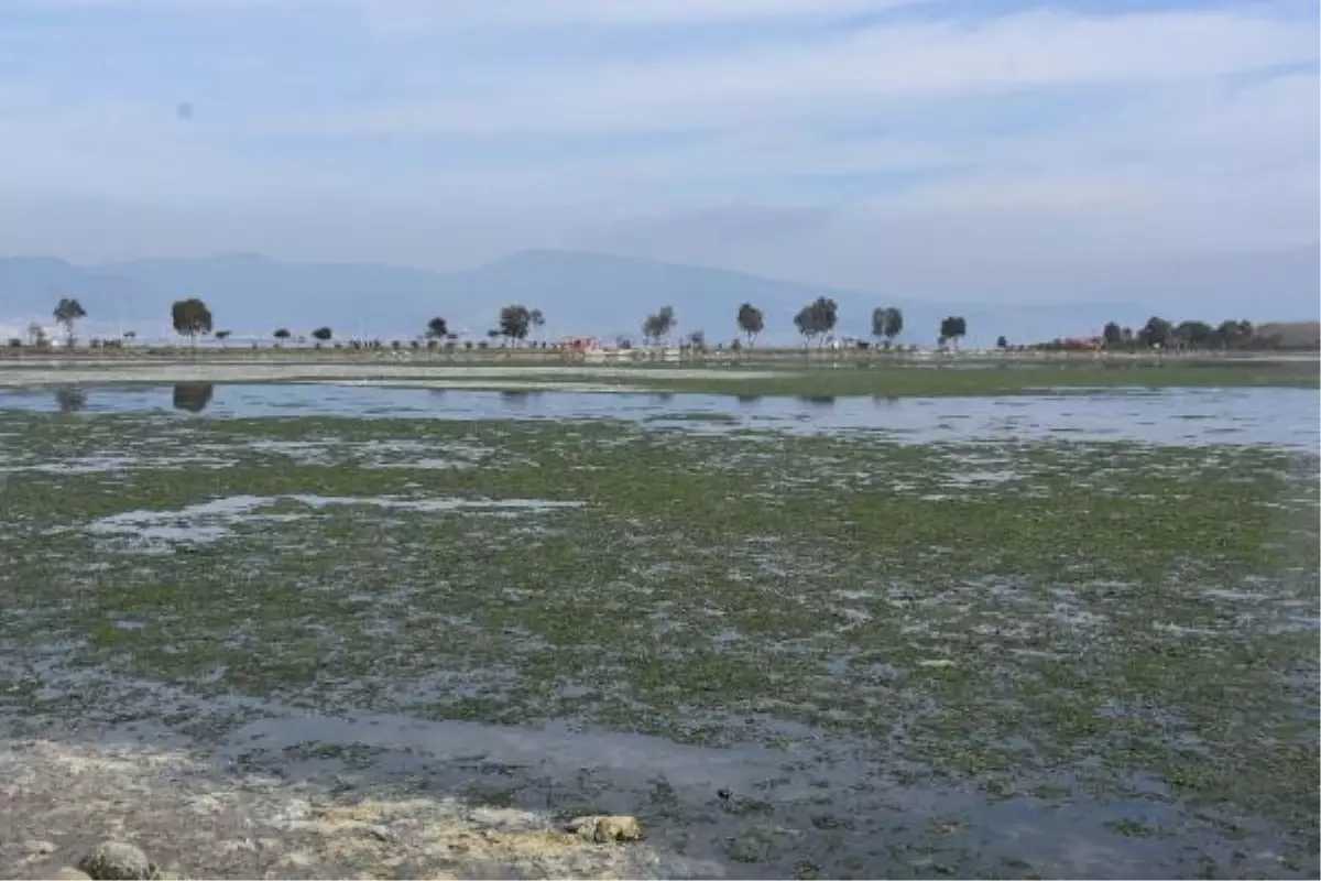 İzmir\'deki Çakalburnu Lagünü Deniz Marullarıyla Kaplandı