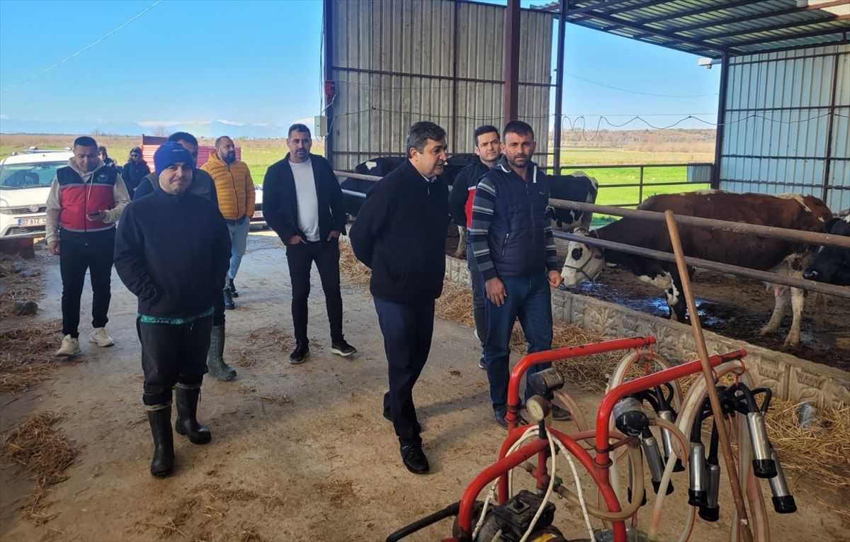 Serik\'te Şap Hastalığına Karşı Hayvanlara Aşılama Yapılıyor