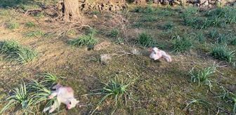 Gökçeada'da Sokak Köpekleri Tarımı Tehdit Ediyor