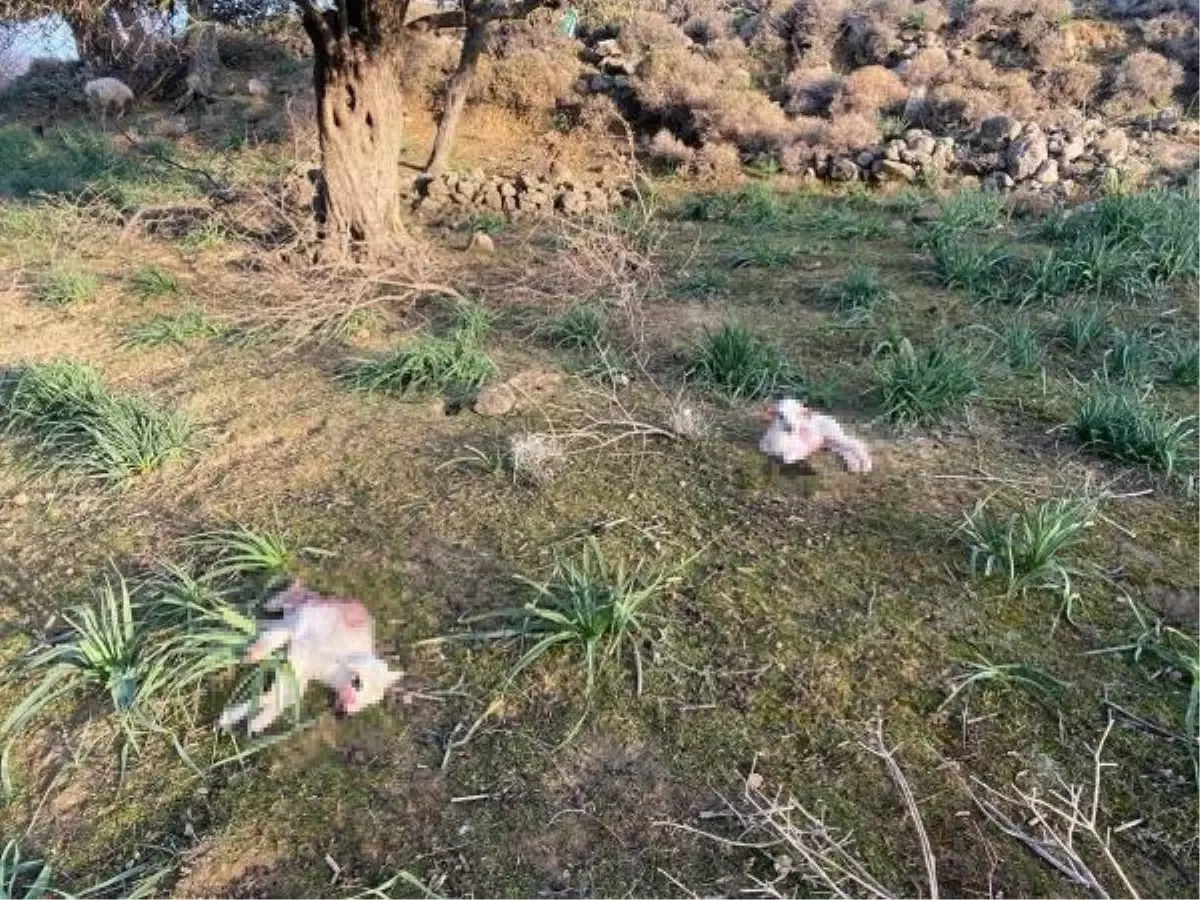 Gökçeada\'da Sokak Köpekleri Tarımı Tehdit Ediyor