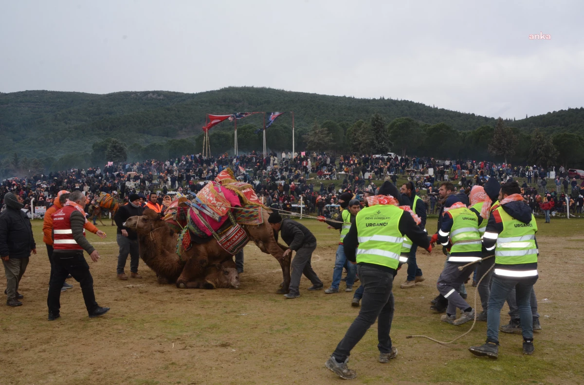 Torbalı Deve Güreşleri Festivali düzenlendi