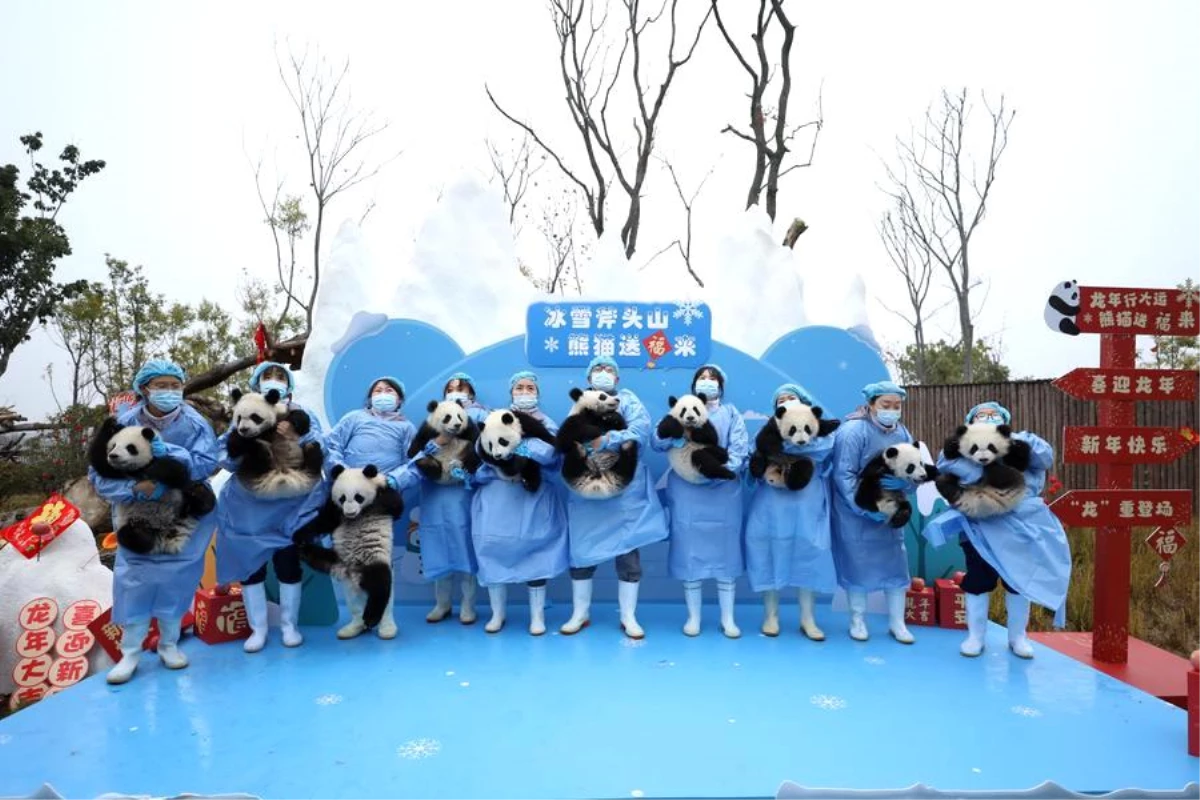 2023 Yılında 34 Dev Panda Yavrusu Yetiştirildi