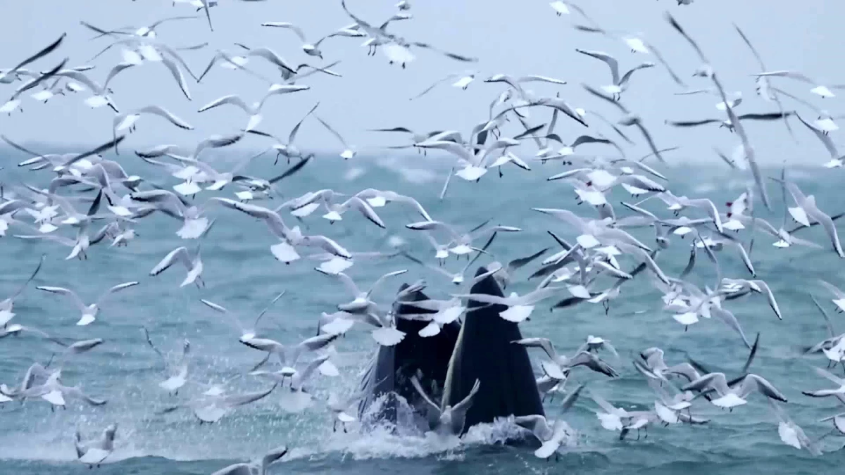 Çin\'de Balık Avlayan Bryde Balinaları Görüntülendi