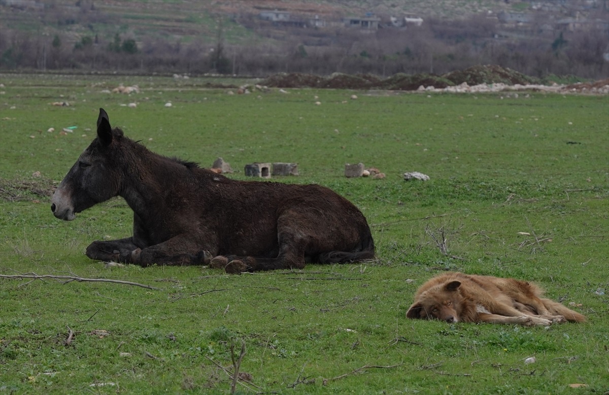 Halepçe\'de sakat katırı koruyan köpeğin dostluğu ilgi odağı
