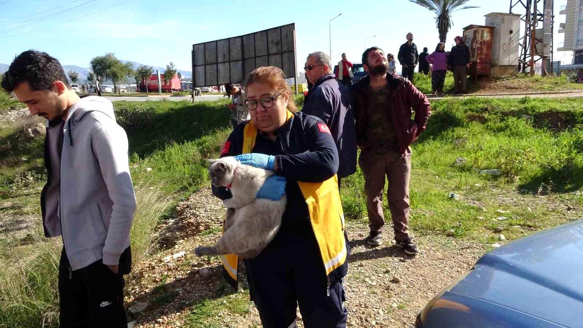 Manavgat\'ta çıkan yangında mahsur kalan kedi kurtarıldı