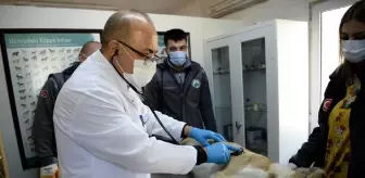 Bursa'da boynunu jiletli telin kesmesi sonucu yaralanan sahipsiz köpek sağlığına kavuşturuldu