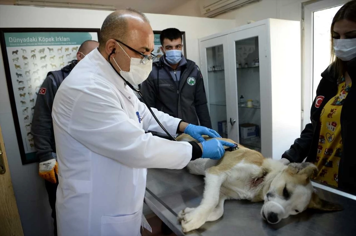 Bursa\'da boynunu jiletli telin kesmesi sonucu yaralanan sahipsiz köpek sağlığına kavuşturuldu