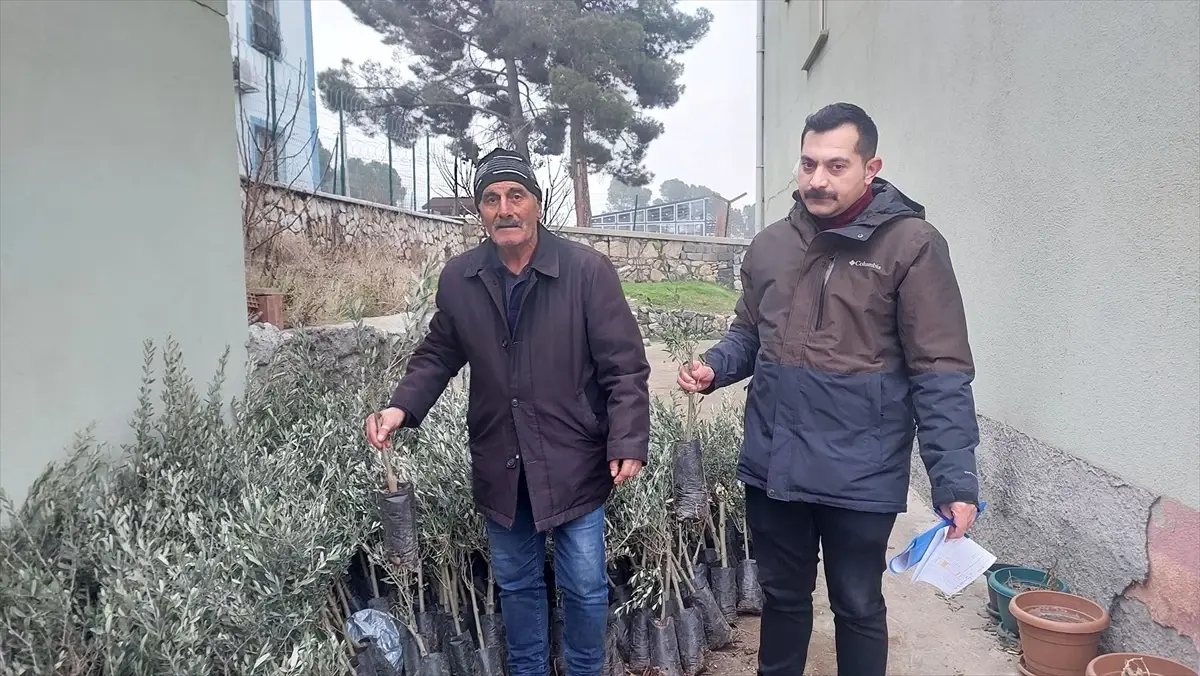 Çorum\'un Kargı ilçesinde çiftçilere 1400 zeytin fidanı dağıtıldı