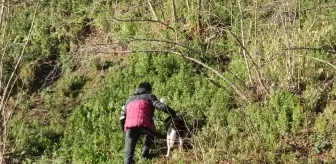 Giresun'un Yağlıdere ilçesinde mahsur kalan köpek kurtarıldı
