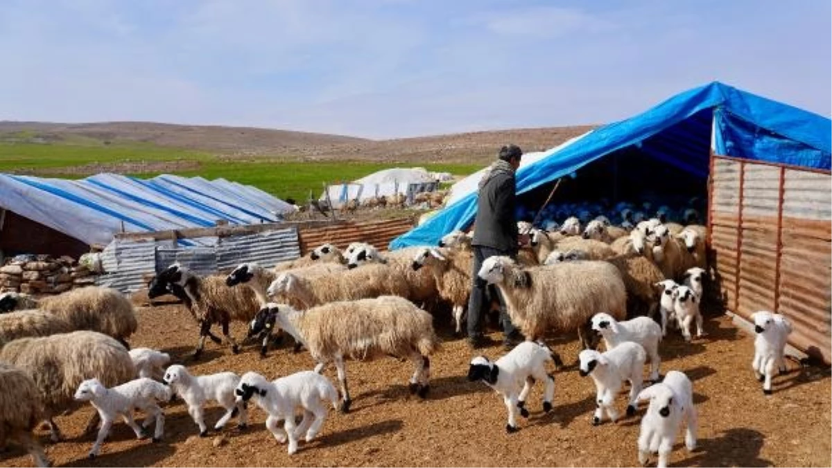 Tunceli\'de Göçerler, Koyunlarının Sağlıklı Doğumu İçin Nöbet Tutuyor