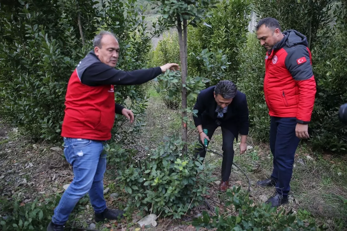 Muğla\'da Defne Fidesi Dağıtılarak Gelir Elde Ediliyor