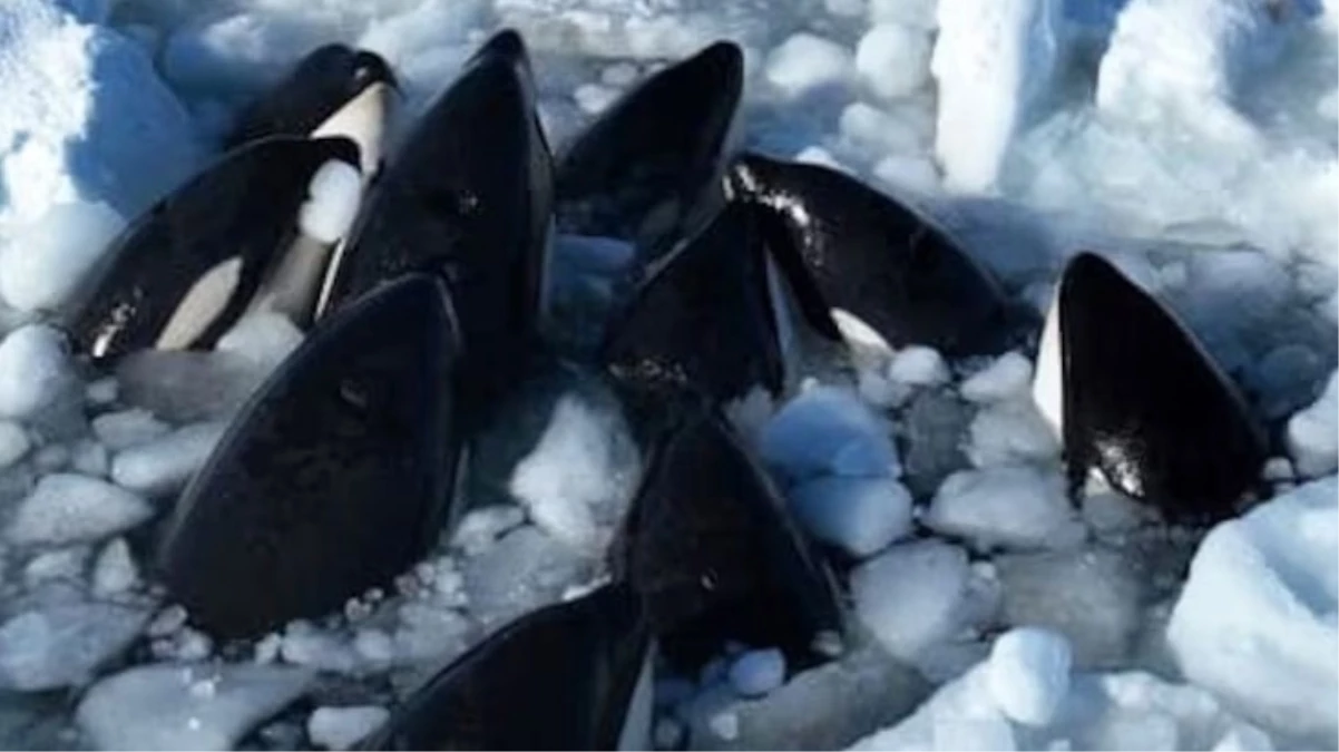 Japonya\'nın kuzeyinde sürüklenen buzda sıkışan 12 katil balina kurtulmayı başardı