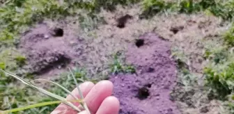 Çorum'un Oğuzlar ilçesinde tarla faresi popülasyonu tespit çalışması başlatıldı