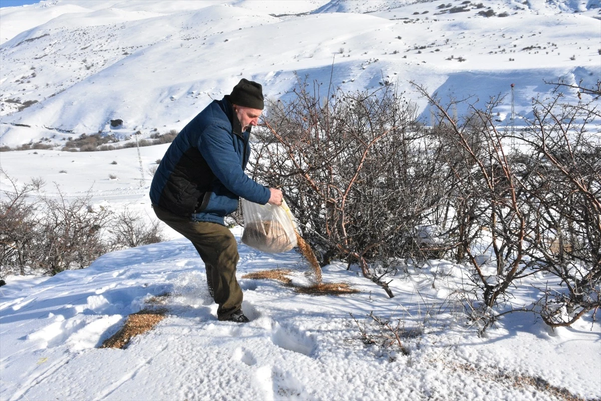 Erzurum\'da Karlı Araziye Yem Bırakma Çalışmaları