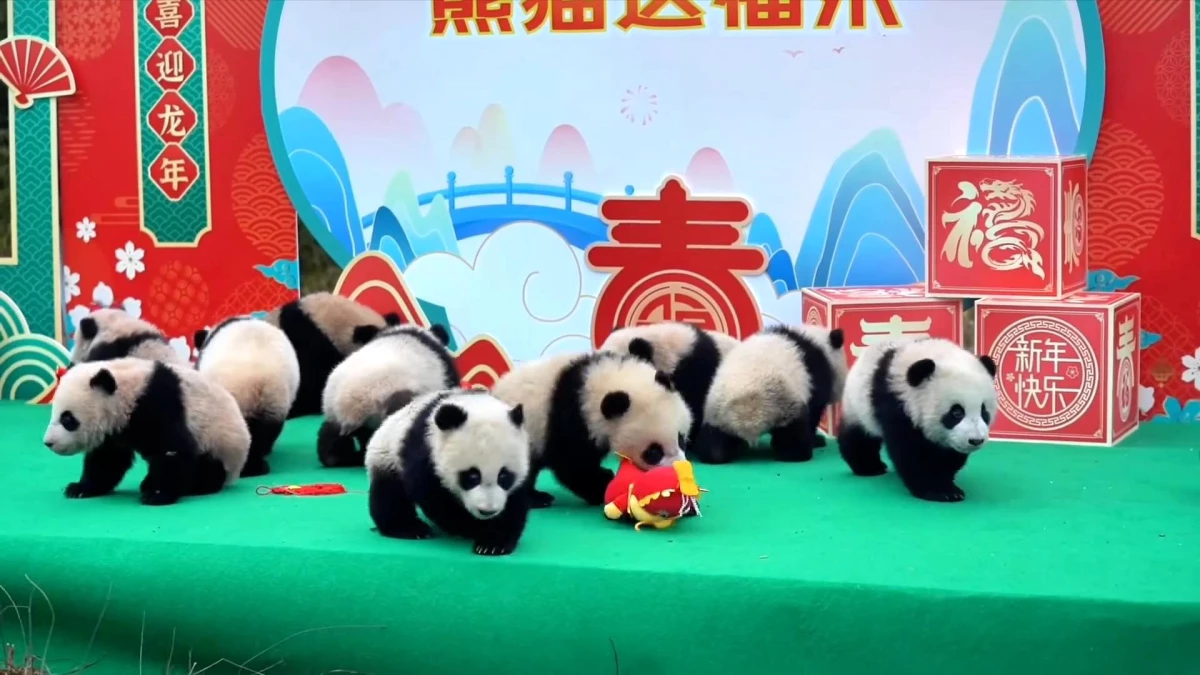 Çin\'de Panda Yavrularının Buluşması