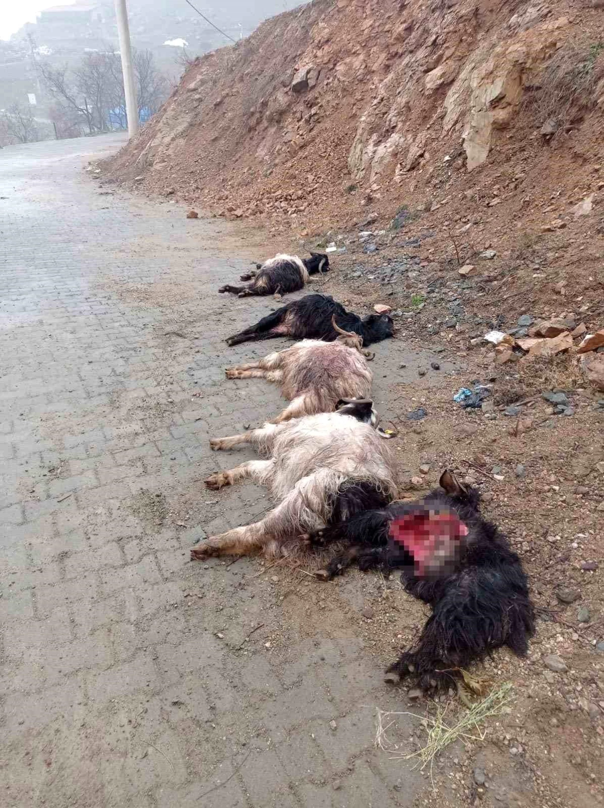 Diyarbakır\'ın Kulp ilçesinde sokak köpekleri ahırda 15 keçiyi telef etti