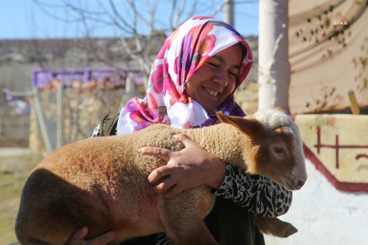 Eskişehir Büyükşehir Belediyesi\'nden küçük çiftçilere hayvan desteği