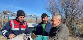 Kırıkkale'de Bitkin Halde Bulunan Sazlık Delicesi Tedavi Altına Alındı
