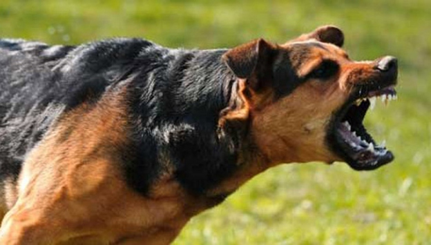 Kocaeli'de başıboş köpek sorunu büyüyor! İki ayrı saldırıya rağmen belediyeden çıt yok