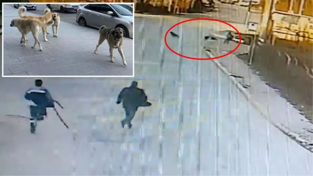 Kocaeli\'de başıboş köpek sorunu büyüyor! İki ayrı saldırıya rağmen belediyeden çıt yok