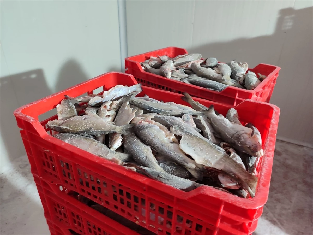Seydişehir\'deki Balık İşleme Tesisleri Denetlendi