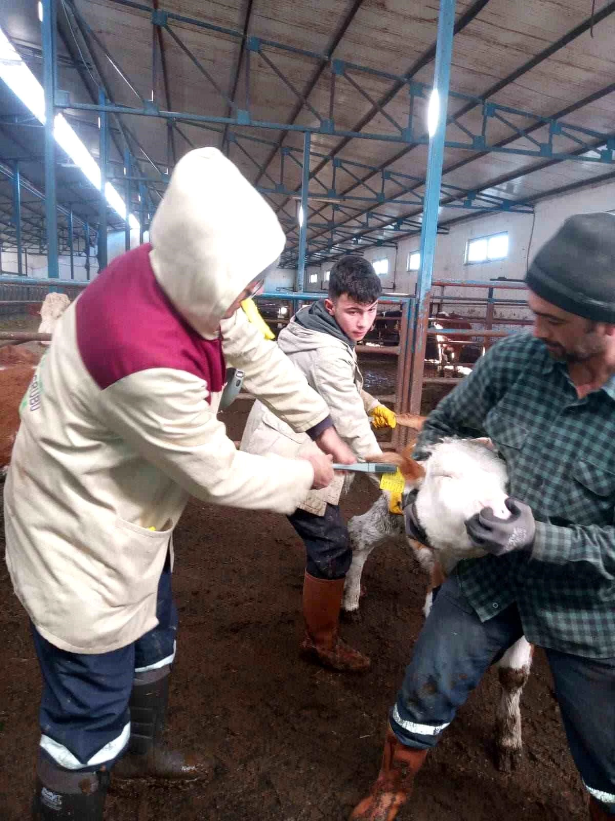 Afyonkarahisar\'da büyükbaş hayvanlara şap ve brusella aşısı yapıldı
