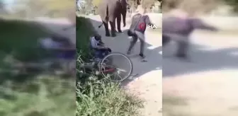 Tayland'da fil sahibini ezerek öldürdü