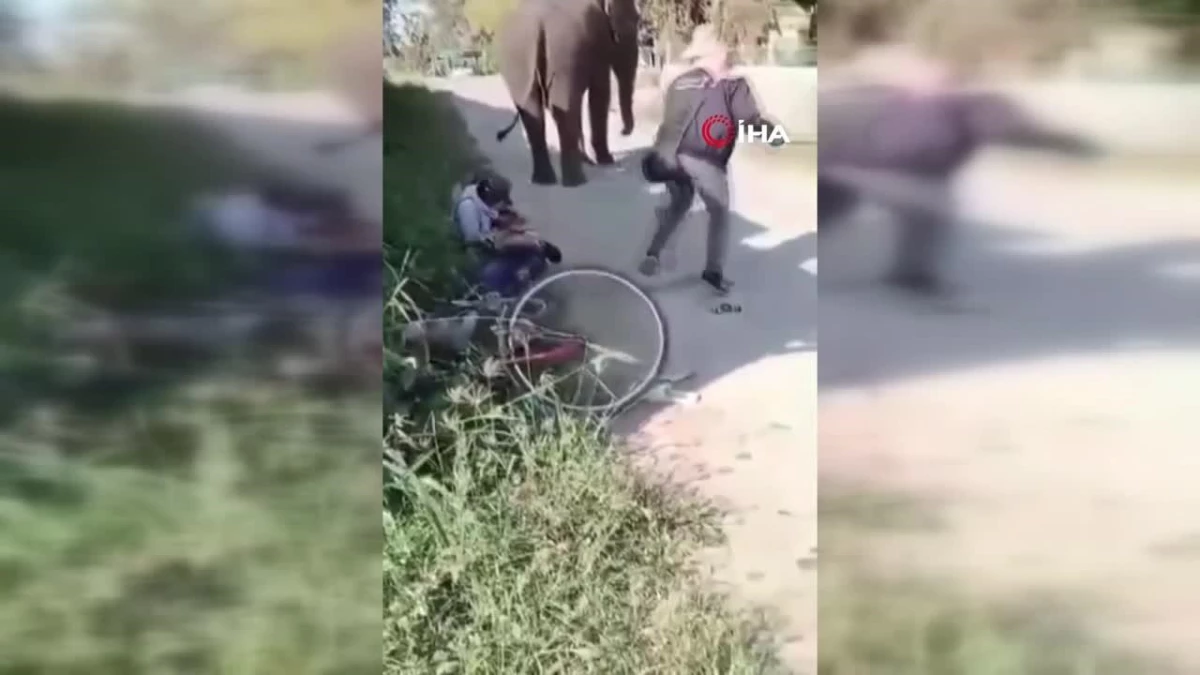 Tayland\'da fil sahibini ezerek öldürdü