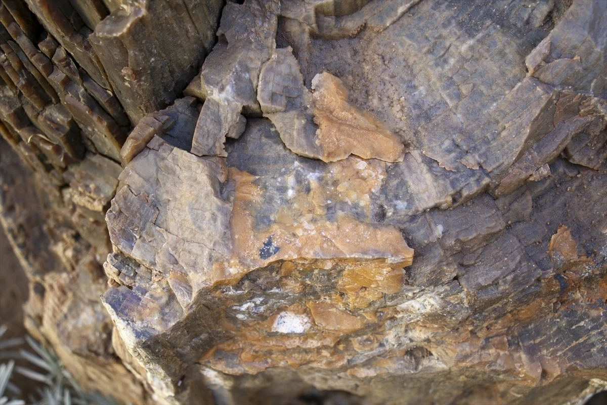 Yol çalışması sırasında bulunan 10-16 milyon yıllık ağaç fosilleri koruma altına alındı