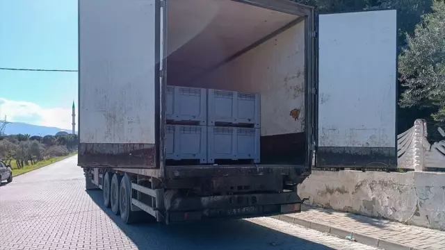 TIR dorsesinden düşen tonlarca balık yola saçıldı