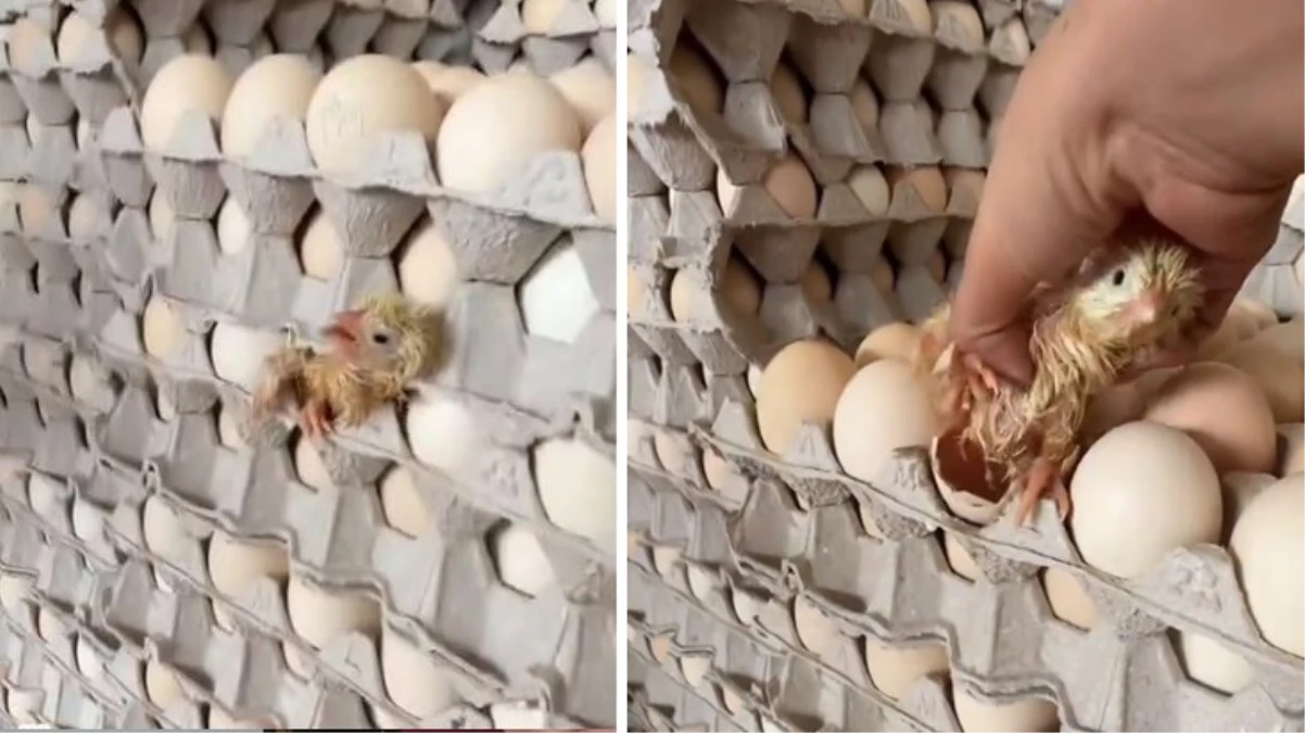 Marketlere satışa çıkarılmak için hazırlanan yumurtaların arasından civciv çıktı