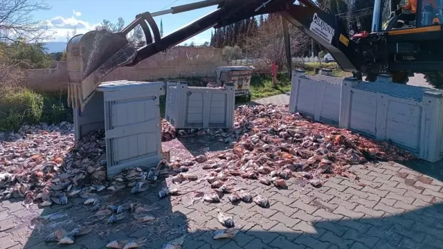 TIR dorsesinden düşen tonlarca balık yola saçıldı