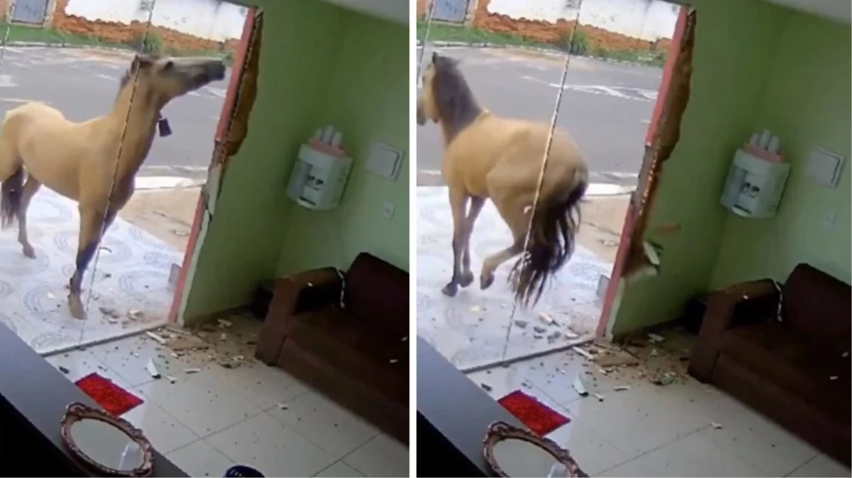 Öfkeli at, yansımasını gördüğü cam kapıyı çifte atarak paramparça etti