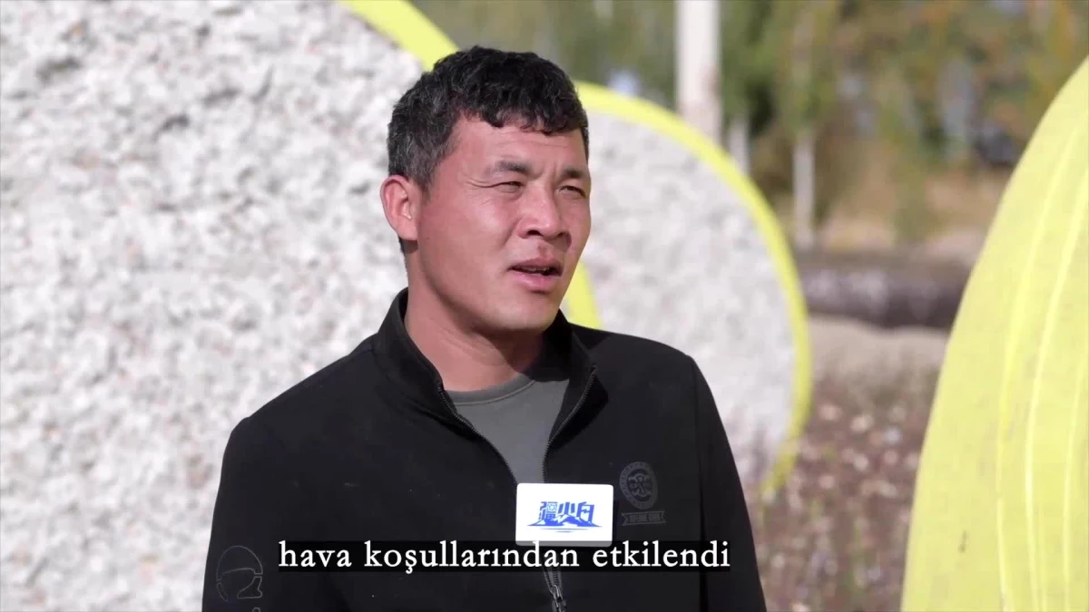 Xinjiang\'daki Pamuk Tarımı Hakkında Merak Edilenler