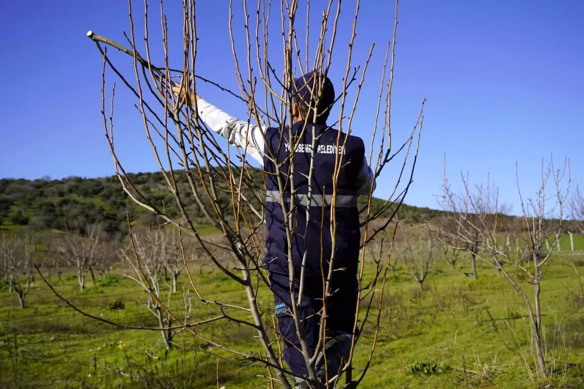 Yunusemre Belediyesi'nin Organik Meyve Bahçelerinde Budama Çalışması
