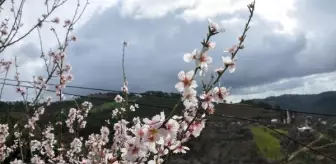 Antalya'da Badem Ağaçları Çiçek Açtı