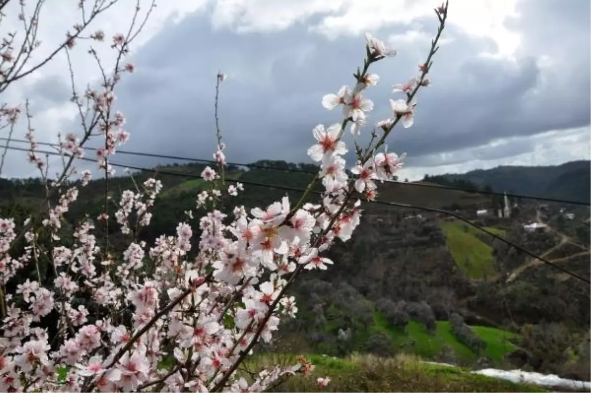 Antalya'da Badem Ağaçları Çiçek Açtı